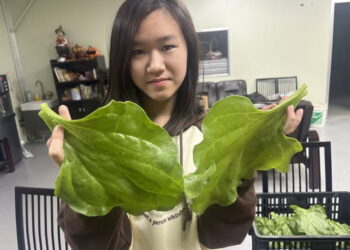 影音/高經濟當紅蔬菜 農場種出巨無霸冰花