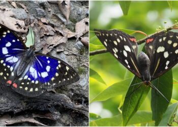 山林中的紫色精靈～瀕絕大紫蛺蝶知多少!?