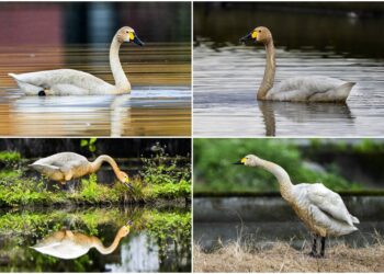 影音/這裡有鳥事/小天鵝現蹤員山大湖 千姿百態好鳥趣