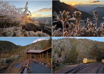 影音/太平山清晨寒冷 再現霧淞結霜美景