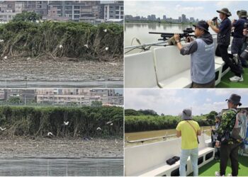 埃及聖䴉持續威脅本土生態 宜蘭與新竹林保分署聯手擴大移除