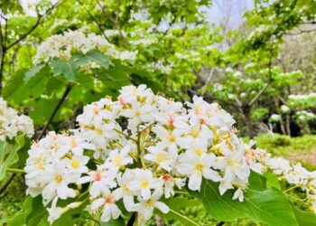 《好客竹縣》春季賞花攻略！漫遊竹縣 踏尋繽紛花海美景