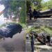 影音/為閃避黃喉貂 自小客翻車5人受傷