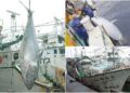 影音/2026蘇澳第一鮪出爐 全昌隆168號3度奪冠寫傳奇