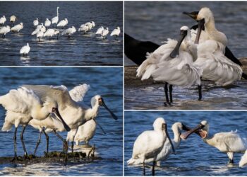 影音/這裡有鳥事/來臺放寒假 黑琵長出繁殖羽將北返