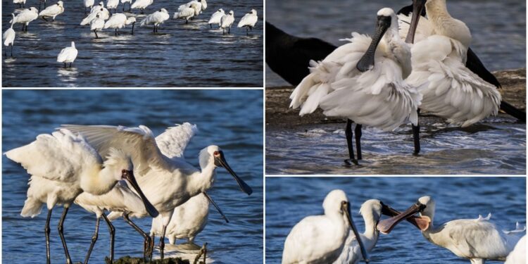 影音/這裡有鳥事/來臺放寒假 黑琵長出繁殖羽將北返