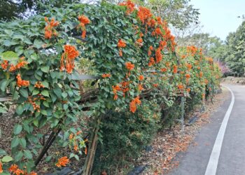 竹東鎮公所攜手企業志工 頭前溪河濱生態公園打造「炮仗花牆」新地標