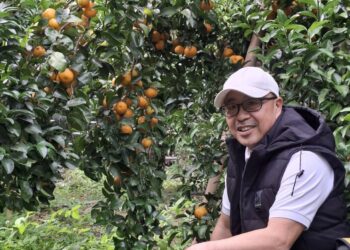 工程師侍雙親學種砂糖橘 兼具園藝治療與食農教育