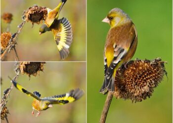 用鏡頭看鳥事∕稀有冬候鳥金翅雀驚艷苗栗　愛吃葵花子模樣超萌