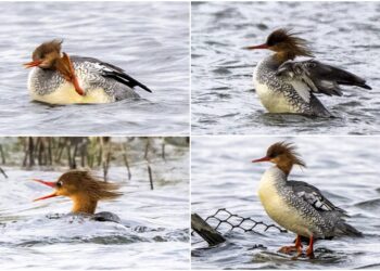 影音/瀕危稀客唐秋沙現蹤宜蘭 鳥友爭賞追拍過足鳥癮