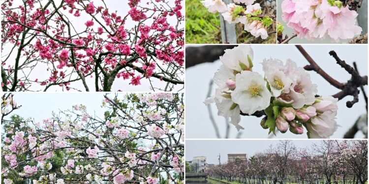 影音/賞櫻不必上山也不必出國！羅東櫻花季開始了